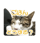 ビビ＆カカ 3（個別スタンプ：14）
