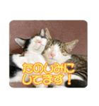 ビビ＆カカ 3（個別スタンプ：16）