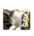 ビビ＆カカ 3（個別スタンプ：18）