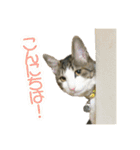 ビビ＆カカ 3（個別スタンプ：21）