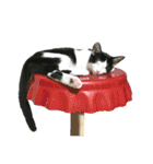 ビビ＆カカ 3（個別スタンプ：34）