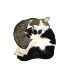 ビビ＆カカ 3（個別スタンプ：38）