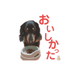 ダックスの日常③（個別スタンプ：12）