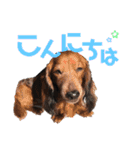 ダックスの日常③（個別スタンプ：23）