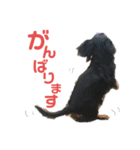 ダックスの日常③（個別スタンプ：25）