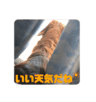 ダックスの日常③（個別スタンプ：28）