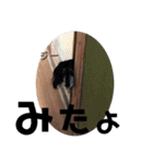 ダックスの日常③（個別スタンプ：31）