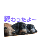 ダックスの日常③（個別スタンプ：40）
