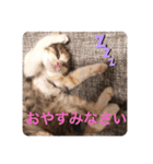 キャラたんスタンプ（個別スタンプ：4）