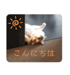 キャラたんスタンプ（個別スタンプ：5）