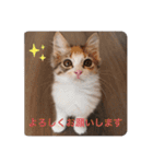 キャラたんスタンプ（個別スタンプ：7）