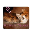 キャラたんスタンプ（個別スタンプ：8）