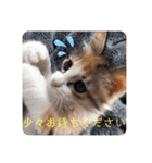 キャラたんスタンプ（個別スタンプ：11）