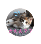 キャラたんスタンプ（個別スタンプ：14）