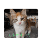 キャラたんスタンプ（個別スタンプ：15）
