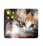 キャラたんスタンプ（個別スタンプ：17）