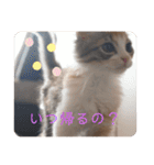 キャラたんスタンプ（個別スタンプ：18）