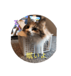 キャラたんスタンプ（個別スタンプ：20）