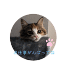 キャラたんスタンプ（個別スタンプ：21）