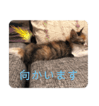 キャラたんスタンプ（個別スタンプ：22）