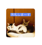 花魁さんとはいからさん（個別スタンプ：23）