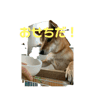 佐助スタンプ(お正月)（個別スタンプ：4）