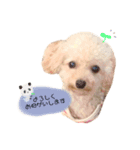 トイプードルモモちゃん（個別スタンプ：3）