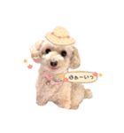 トイプードルモモちゃん（個別スタンプ：4）