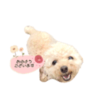 トイプードルモモちゃん（個別スタンプ：5）