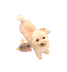 トイプードルモモちゃん（個別スタンプ：9）