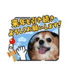 とてもかわいいチワワちゃん2（個別スタンプ：4）