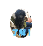 ジロ犬♪（個別スタンプ：3）