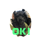 ジロ犬♪（個別スタンプ：4）