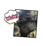 ジロ犬♪（個別スタンプ：6）