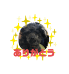 ジロ犬♪（個別スタンプ：7）