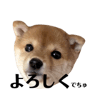 豆柴ラムちゃん パピー編（個別スタンプ：3）