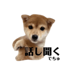 豆柴ラムちゃん パピー編（個別スタンプ：12）