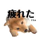 豆柴ラムちゃん パピー編（個別スタンプ：13）