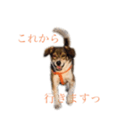 ジョンうる 第三弾（個別スタンプ：4）