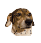 ジョンうる 第三弾（個別スタンプ：5）