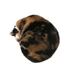 ボーダーコリーのヨークと3匹の猫たち@（個別スタンプ：2）