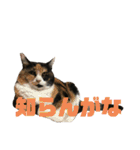 ボーダーコリーのヨークと3匹の猫たち@（個別スタンプ：5）