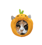ボーダーコリーのヨークと3匹の猫たち@（個別スタンプ：6）