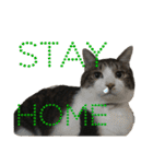 ボーダーコリーのヨークと3匹の猫たち@（個別スタンプ：7）