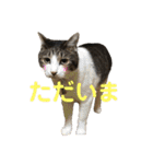 ボーダーコリーのヨークと3匹の猫たち@（個別スタンプ：9）