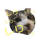 ボーダーコリーのヨークと3匹の猫たち@（個別スタンプ：10）