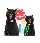 ボーダーコリーのヨークと3匹の猫たち@（個別スタンプ：11）