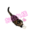 ボーダーコリーのヨークと3匹の猫たち@（個別スタンプ：12）