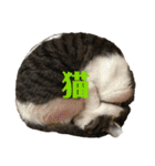ボーダーコリーのヨークと3匹の猫たち@（個別スタンプ：14）