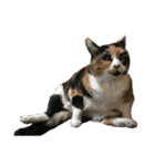 ボーダーコリーのヨークと3匹の猫たち@（個別スタンプ：18）